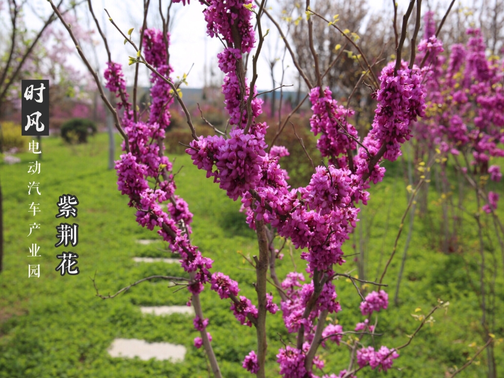 Kpay钱包电动工业园紫；；；